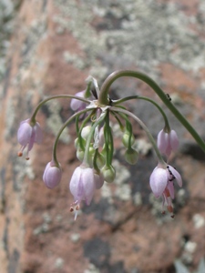 Allium cernuum